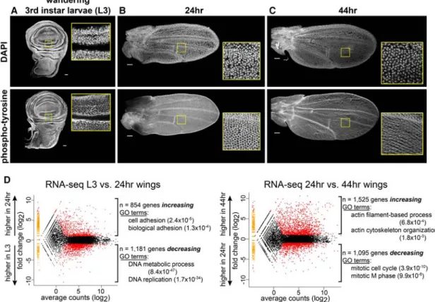 Figure 1. Gene expression is temporally dynamic in pupal wings. (A –C) Immunostaining of wings from three developmental time points.