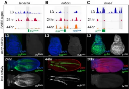Figure 3. Temporally dynamic open chromatin cor- cor-responds to temporal-specific enhancer activity