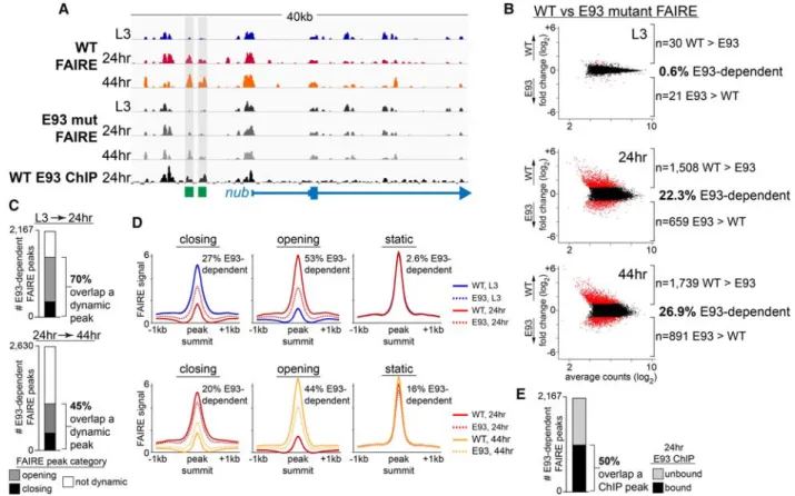 Figure 6. E93 binding is required for temporally dynamic open chromatin changes. (A) Browser shot showing FAIRE-seq signal from wild- wild-type and E93 mutant wings