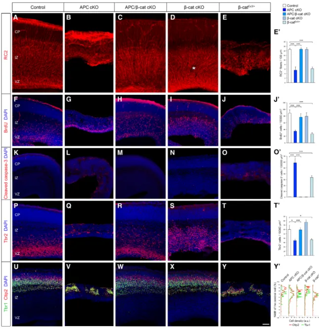 Figure 2. APC-mediated β-catenin signaling is essential for cortical progenitor development and cerebral cortical formation