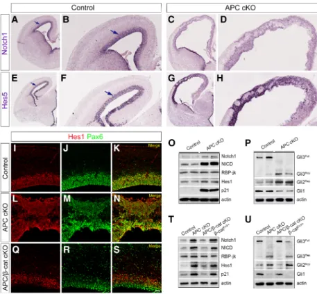 Figure 4. Notch and Shh signaling pathways are deregulated in the APC-deficient cerebral cortex
