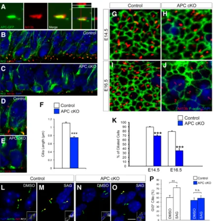 Figure 5. Primary cilium defects in APC-deficient radial progenitors. (A) Electroporated APC-GFP  coloc-alizes with Arl13b, a primary cilium marker, in radial progenitors
