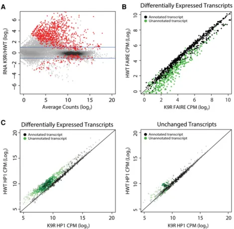 Figure 4. Differential expression of tran- tran-scripts between HWT and K9R correlates with changes in FAIRE signal and HP1a  locali-zation