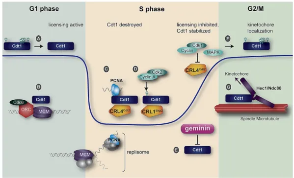 Figure  3.  Human  Cdt1  regulation  during  a  single  cell  cycle.  The  blue  line  indicates  relative  Cdt1  protein abundance. (A). Cdt1 is dephosphorylated in early G1 by an unknown phosphatase; (B) Cdt1  participates with ORC and Cdc6 to load MCM h