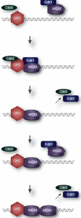 Figure  1.  Origin  Licensing.  Minichromosome  Maintenance  (MCM)  hexamers  are  loaded  by  Cdt1,  Cdc6, and Origin Recognition Complex (ORC) at presumptive chromosomal origins during G1 phase. 