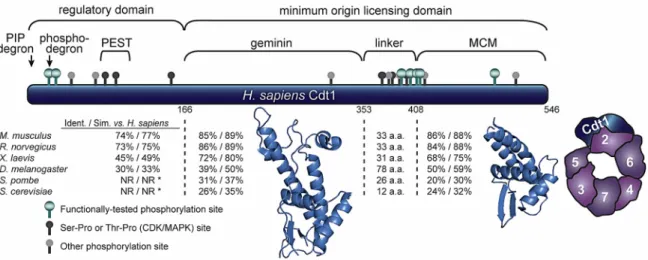 Figure 2. Human Cdt1 structure. Diagram of Cdt1 divided into four segments based on alignments and structural studies