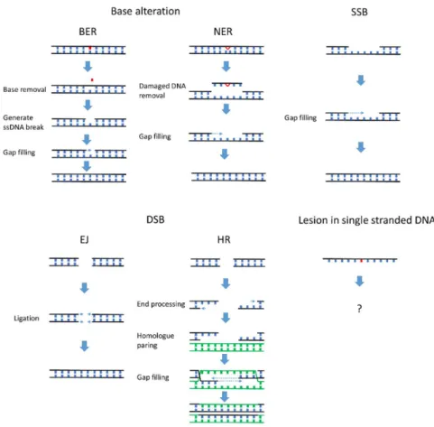 Figure 1. Many mechanisms efficiently repair DNA damage on the DNA double helix. Lesions in the  double stranded DNA can be efficiently repaired by mechanisms corresponding to the specific type  of  DNA  damage