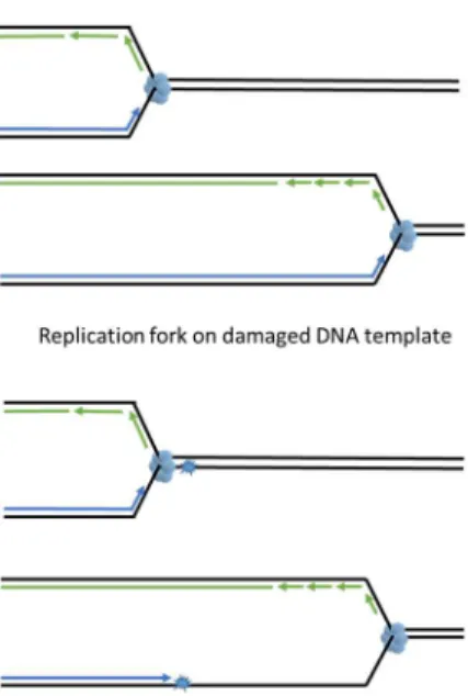 Figure 2. DNA lesions in single stranded DNA (ssDNA) are detrimental to the replication fork