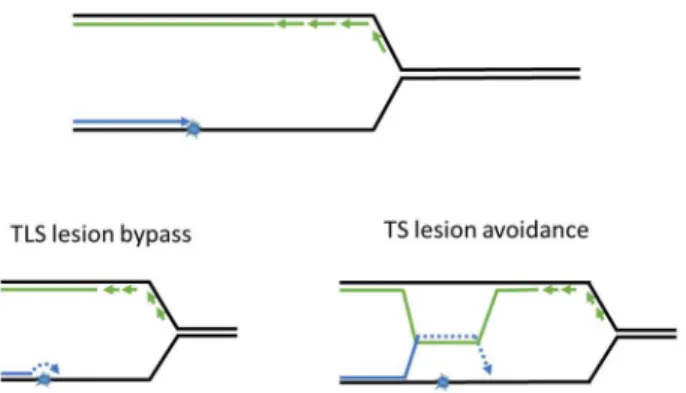 Figure 3. Post replication repair efficiently returns lesions in ssDNA to double helix