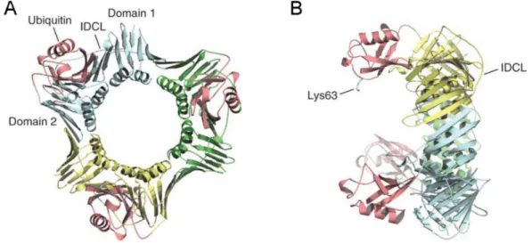 Figure 4. Structure of a monoubiquitinated PCNA ring (picture from reference [22]). (A) Back view of  monoubiquitinated  PCNA  ring  showing  the  two  domains  of  a  single  PCNA  subunit  and  the  inter-domain connecting loop (IDCL)