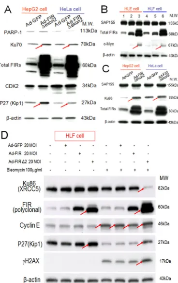 Figure 4: Apoptotic effect of BLM in HLE, HLF, and HeLa cells. To examine the apoptotic effect of BLM, apoptosis (A) and MTS assays (B) were performed