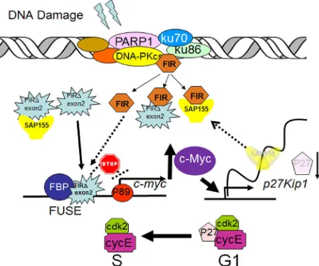 Figure 10: A model of alternatively splicing of FIR as a sensor for BLM-induced DNA-damage repair pathway by modulating c-Myc and P27Kip1 expression