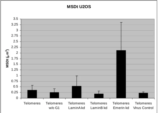 Figure 3. Reduction of lamin A/C expression by shRNA interference resulted in an increase  in telomere movement as compared to cells transduced with the SHC002 control virus