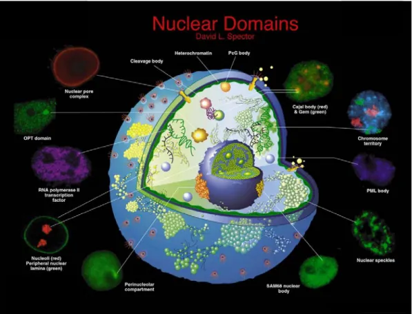 Figure 3. Protein domains present in the mammalian cell nucleus.