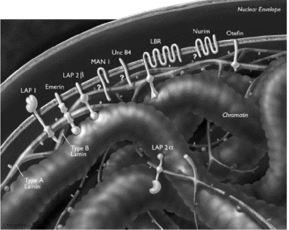 Figure 4. Schematic view of the nuclear envelope, lamina and chro- chro-matin . The inner and outer membranes of the nuclear envelope are shown with their  en-closed lumen