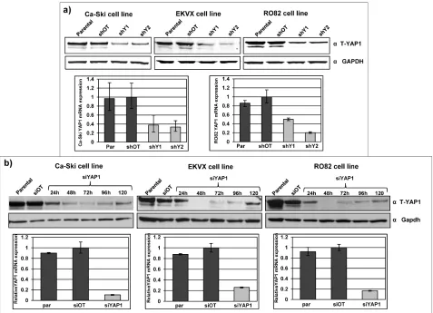 Figure 2: Effective YAP1 silencing in 11q22-amplified cancer cell lines. a) YAP1 protein expression in Ca-Ski, EKVX and RO82 bulk cell population after puromycin selection of off target cells (shOT) and YAP1 silenced cells (shY1 and shY2) was defined by we