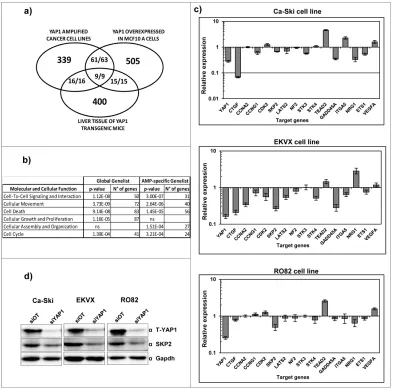Figure 3: Identification of YAP1 target genes in 11q22-amplified cancer cell lines. a) Number of unique and common target genes identified in YAP1 amplified cell lines following downmodulation of endogenous YAP1 expression (Supplemental Table 2) and in nor