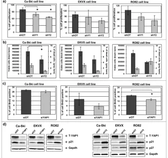 Figure 4: YAP1 downregulation induces a moderate reduction of cell proliferation and perturbation of the cell cycle