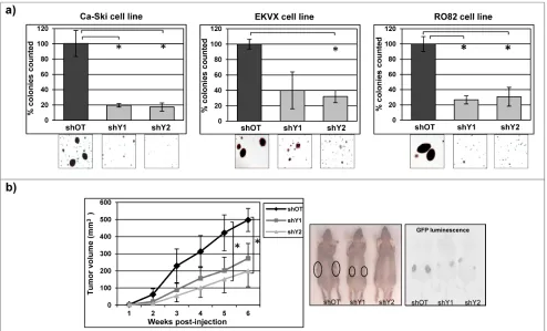 Figure 5: YAP1 downregulation strongly reduces tumorigenic phenotype. a) Soft agar assay was performed on Ca-Ski, EKVX and RO82 cell lines silenced for YAP1 using stable sh-silencing system