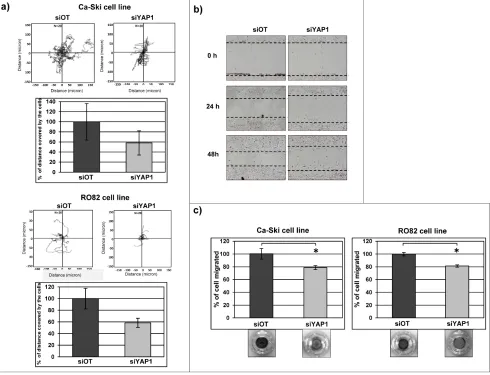 Figure 6: YAP1 silencing affects cell migration in Ca-Ski and in RO82 cell lines. a) Tracking experiment using time-lapse microscopy was performed on Ca-Ski and RO82 cells transfected with siRNA