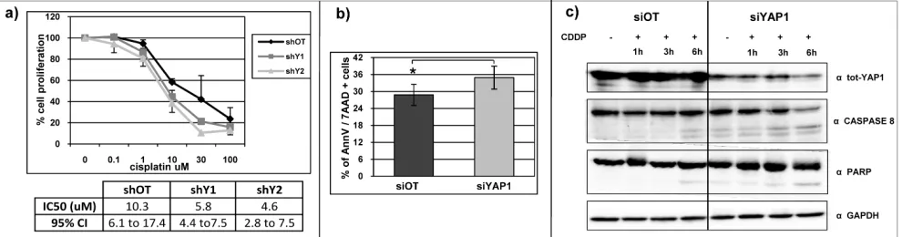 Figure 7: YAP1 silencing increases DNA damage response in Ca-Ski cell line. a) Percentage of cell proliferation reduction determined by SRB assay in Ca-Ski off target and YAP1-silenced cells after cisplatin treatment