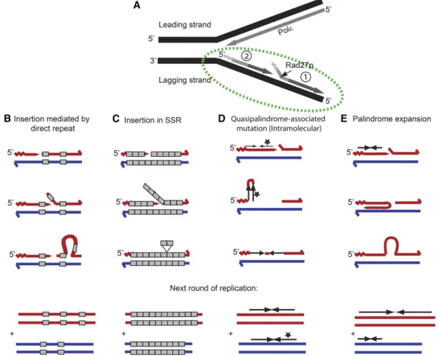 Figure 10 Models for the formation of the common events observed in rad27D strains. (A) Description of Okazaki fragment maturation