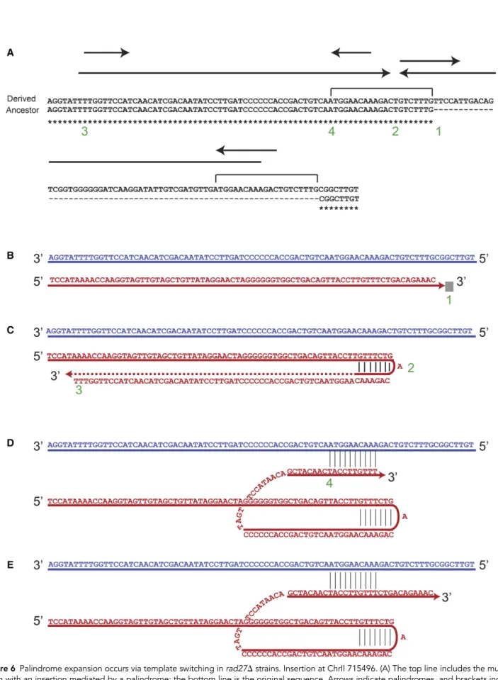 Figure 6 Palindrome expansion occurs via template switching in rad27D strains. Insertion at ChrII 715496