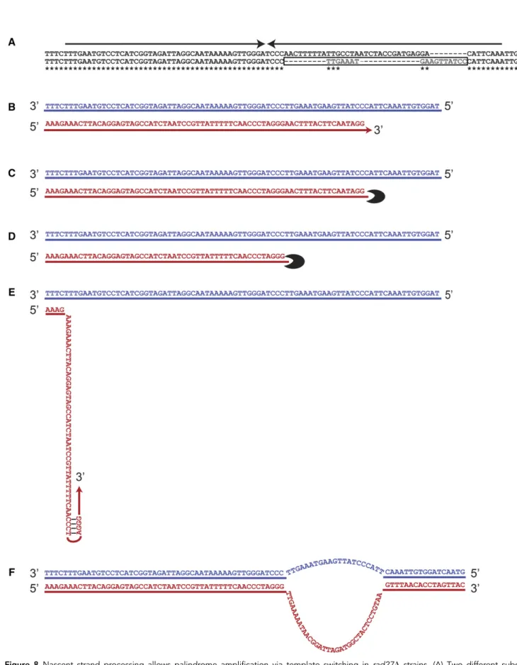 Figure 8 Nascent strand processing allows palindrome ampli ﬁcation via template switching in rad27D strains