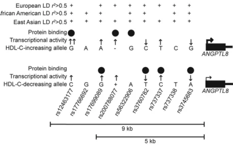Figure 5 Summary of functional results for seven candidate variants. Summary of shared LD with lead HDL-C –associated variants reported in European (rs737337), African American (rs4804154), and East Asian (rs3760782) populations are shown; variants meeting