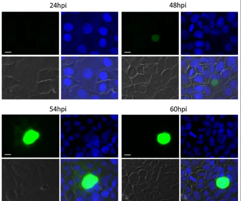 Fig. 7 GFP expression during EEF stage development of the transgenic line 300 expressing GFP under control of the promoter region of PBANKA_1003900  (PBANKA_1003900GFP)