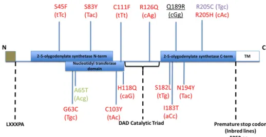 Figure 7 Pathway analysis in the presence (F/F, Functional + Functional Oas1b) and absence (N/N, Non-functional + Non-functional Oas1b) of functioning Oas1b