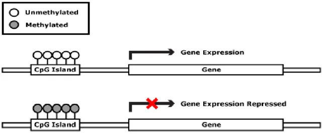 Figure 2.1 Methylation at CpG islands at promoter regions controls gene expression [29] 