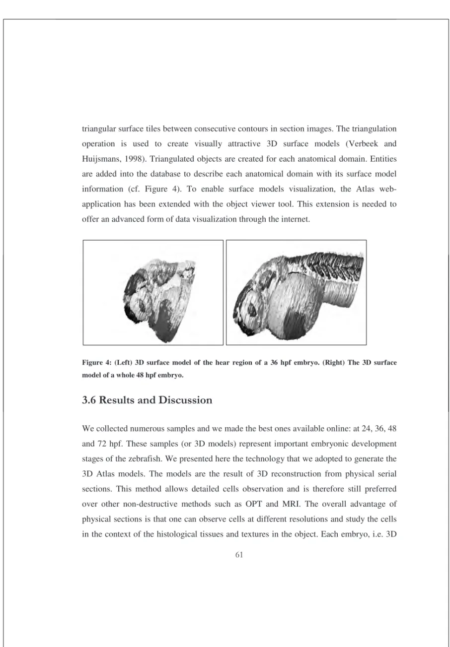 Figure  4:  (Left)  3D  surface  model  of  the  hear  region  of  a  36  hpf  embryo