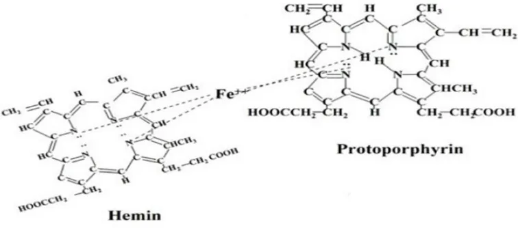 Figure 1. Caged iron atoms in Protoporphyrin Molecule 