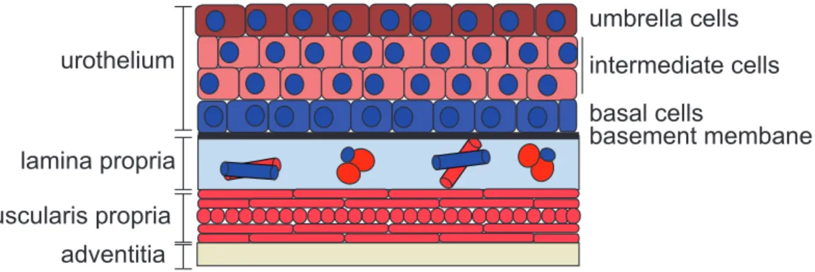 Figure 1: Bladder histology 