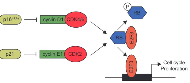 Figure 4: RB signaling pathway 