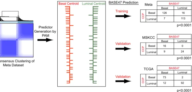 Figure 6: Generation of the BASE47 subtype predictor 