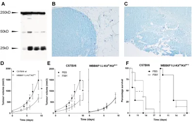 Figure 3: FLCs are responsible for mast cell activation supporting tumor growth of B16F10 melanoma.(A) Immunoblot analysis of FLC monomers (25 kD) and dimers (50 kD) in homogenized B16F10 tumor tissue