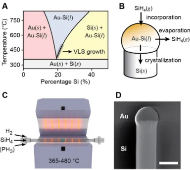 Figure 3.1: VLS growth of Si NWs by CVD  