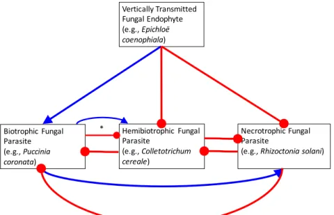Figure 2.1 - Hypothetical interaction network between a vertically transmitted fungal endophyte  and subsequently colonizing fungal parasites