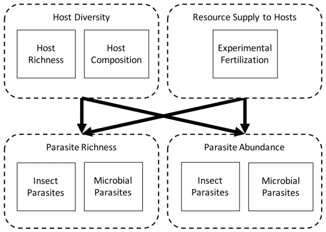 Figure 4.1 – Relationships among host diversity, resource supply to hosts, parasite richness, and  parasite abundance can be decomposed into their component parts