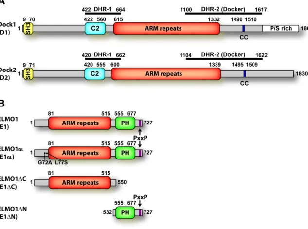 Figure 3: Schematic representation of Dock1, Dock2 and ELMO1 constructs and domains. 