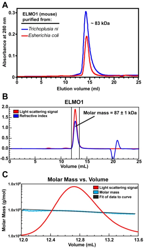 Figure 4: Purified ELMO1 is a monomer in solution. 