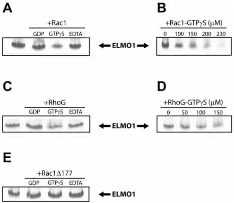 Figure 5: Binding of Rac1 and RhoG to ELMO1 is both nucleotide-dependent and PBR-dependent