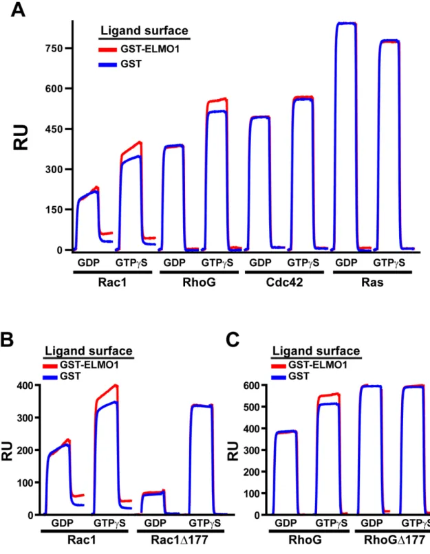 Figure 6: ELMO1 binding to RhoG and Rac1 is nucleotide and PBR dependent. 