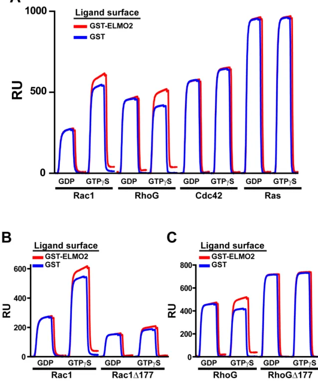 Figure 7: ELMO2 binding to RhoG and Rac1 is nucleotide and PBR dependent. 