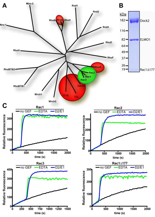 Figure 8: Dock2/ELMO1 is an effective GEF for Rac1, Rac1Δ177, Rac2 and Rac3. 