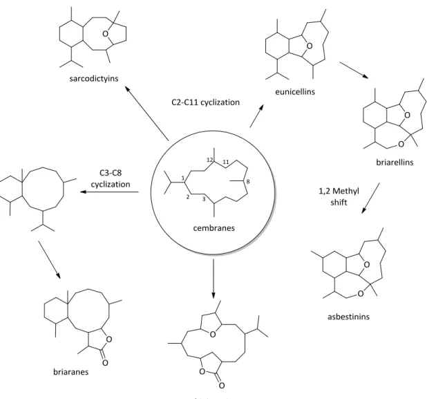 Figure 4: Proposed biosynthetic pathway for cembranoid based natural products 