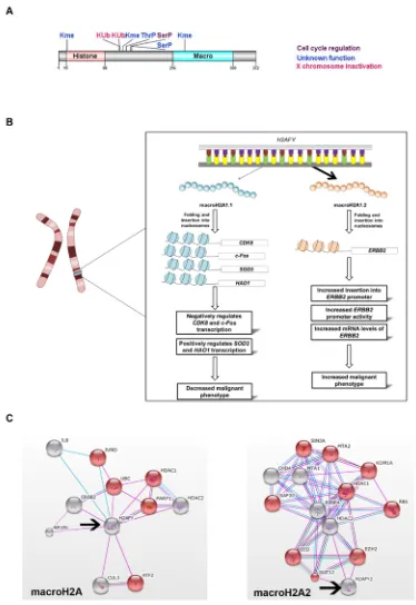 Figure 1: Role of H2AFY and H2AFY2 in cancer progression. A. Structural domains and postranslational modifications identified on macroH2A.1 protein [22-25]