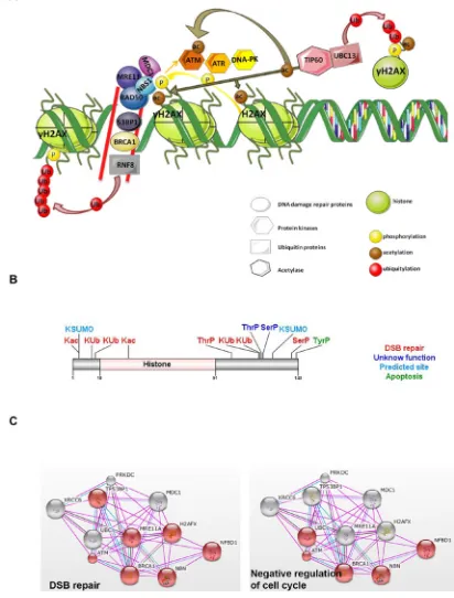 Figure 2: H2AX histone variant. A. Main mechanisms involved in DNA damage repair system (DDR)